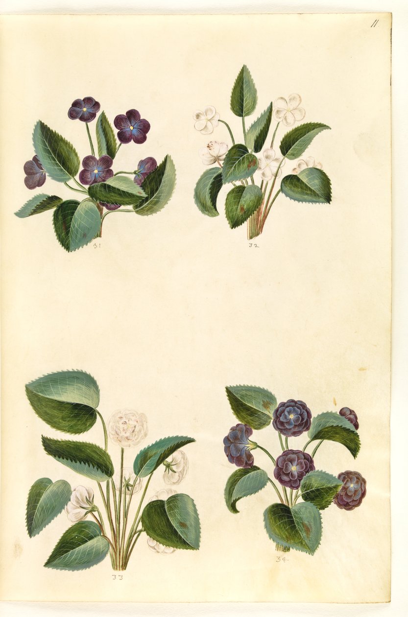 Viola odorata (marts-viol) af Hans Simon Holtzbecker