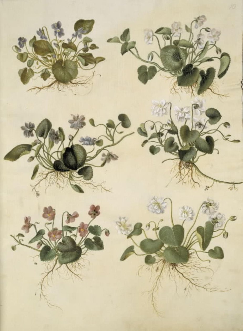 Viola odorata (marts-viol) af Hans Simon Holtzbecker