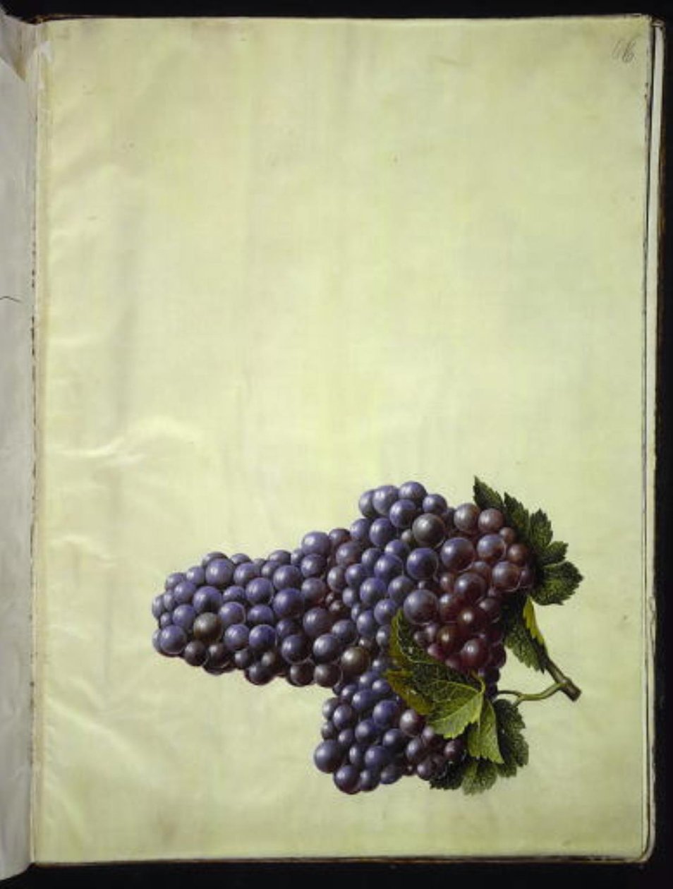 Vitis vinifera (almindelig vin) af Hans Simon Holtzbecker