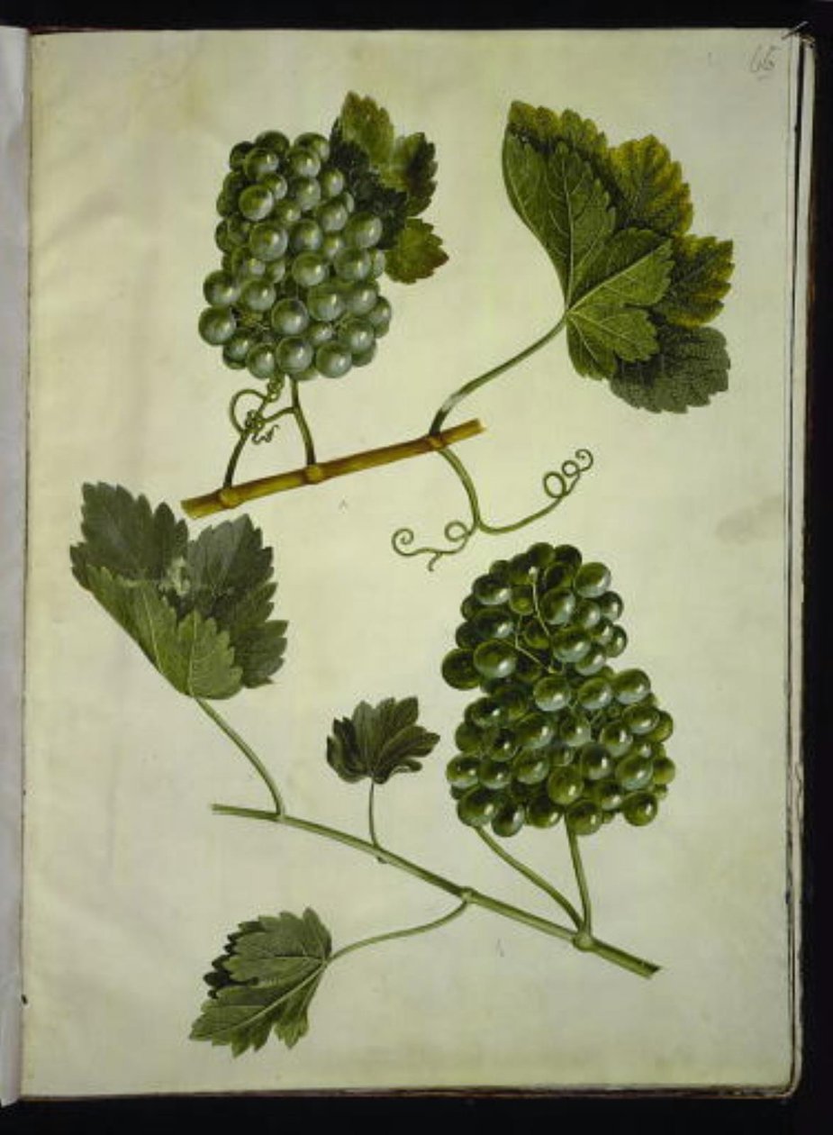 Vitis vinifera (almindelig vin) af Hans Simon Holtzbecker