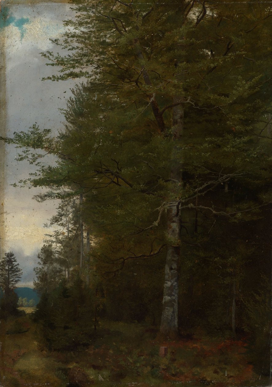 Bøg ved skovbrynet af Hans Thoma