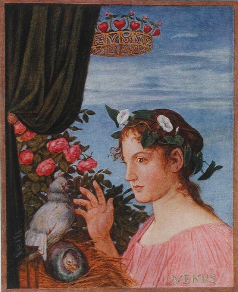 Venus, illustration fra 