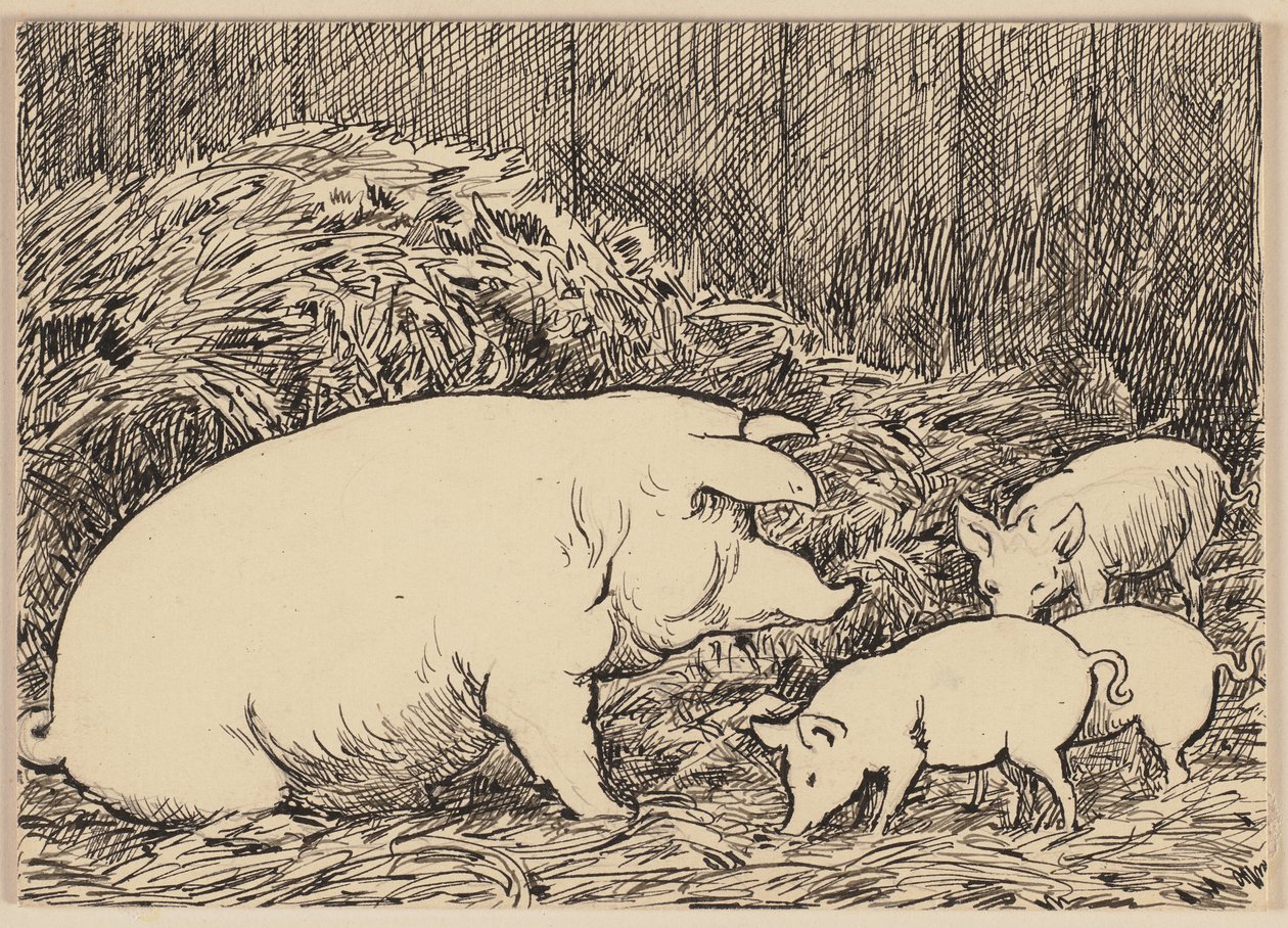 Tegning til lærebogen: Gris af Hans Thoma
