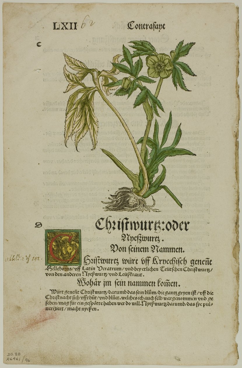 Christwurz (Hellebore) fra Herbarium (Kräuterbuch), plade 96 fra Træsnit fra Books of the XVI Century af Hans Weiditz, II
