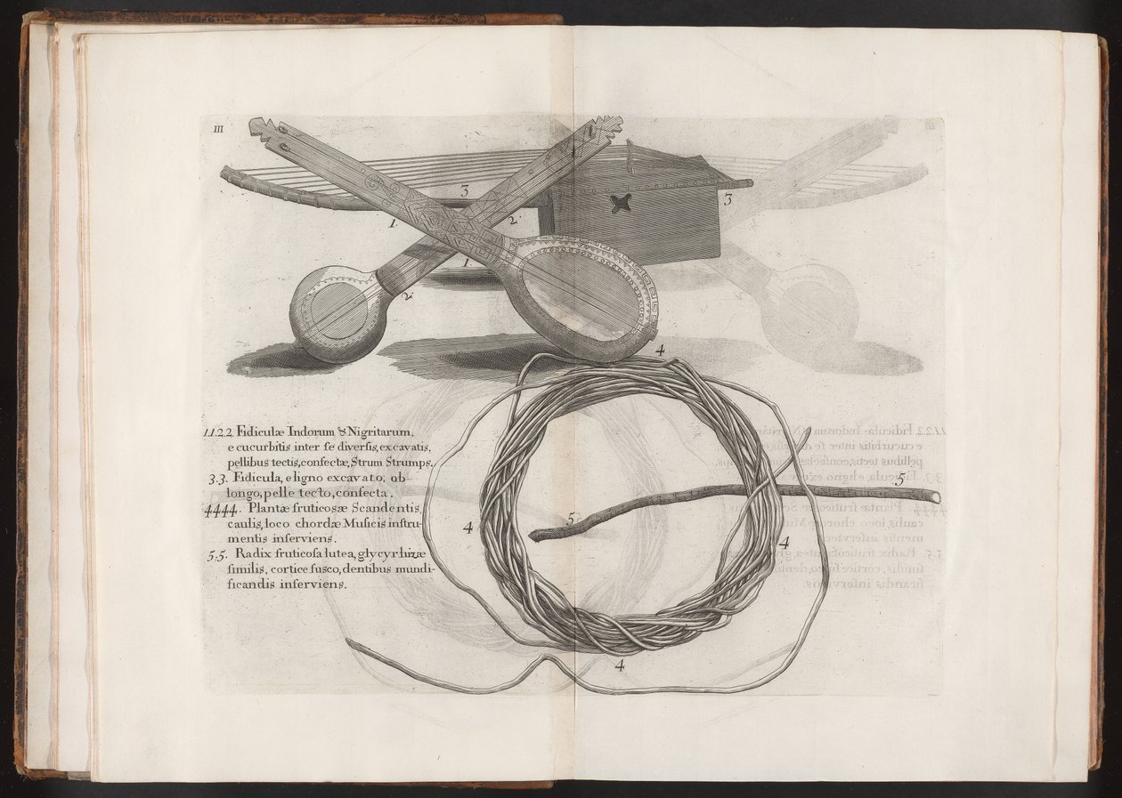 Illustration fra rejsen til øen Madera, Barbados... bind 2, 1815 af Hans after Sloane