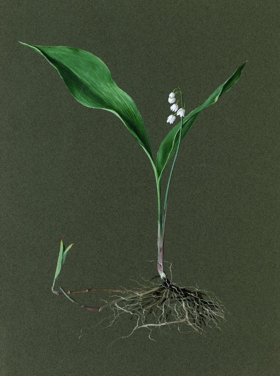 Convallaria Majalis Liljekonval, c1870-1 af Harold Drinkwater
