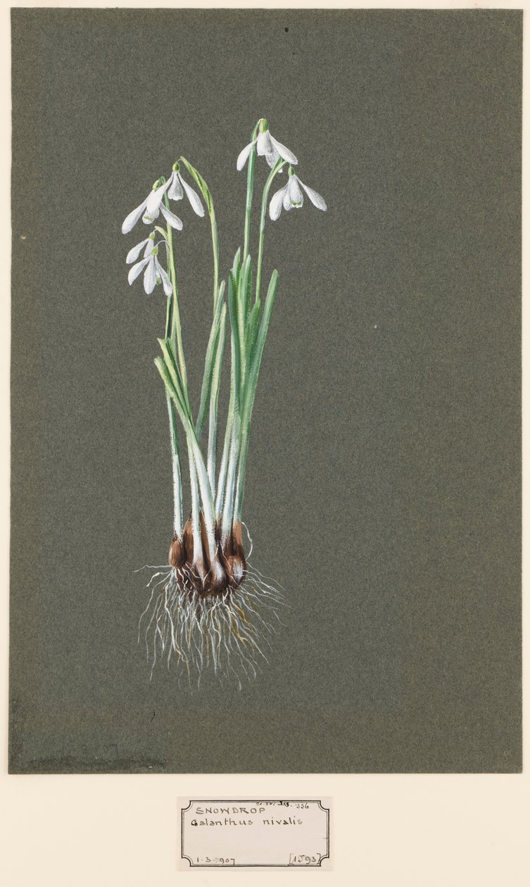 Galanthus nivalis L. Vintergæk, c1903-1915. af Harold Drinkwater