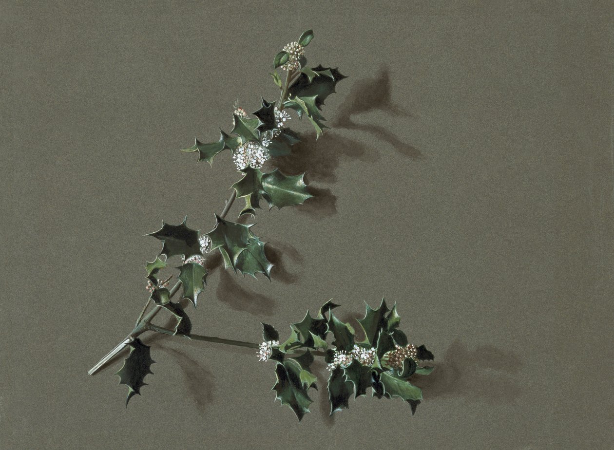 Ilex aquifolium L. Almindelig kristtorn, c1870-1920. af Harold Drinkwater