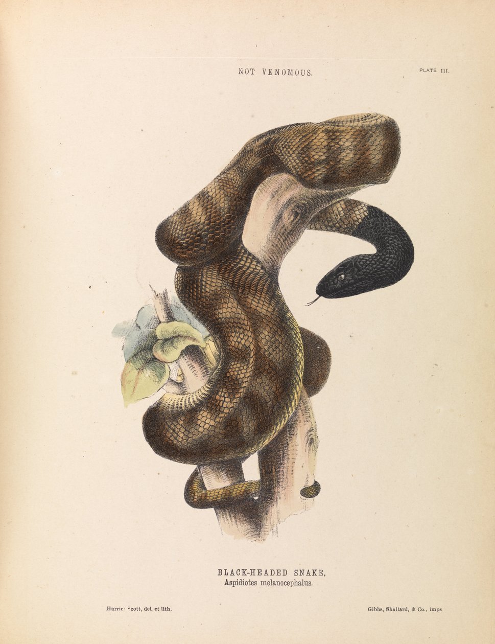 Sorthovedet slange, Aspidiotes melanocephalus af Harriet Scott