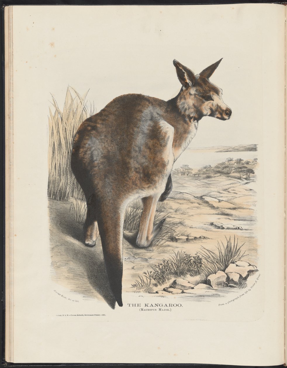 Pattedyr i Australien (Krefft) Nla.obj-33627803-11 Kænguruen af Harriet Morgan
