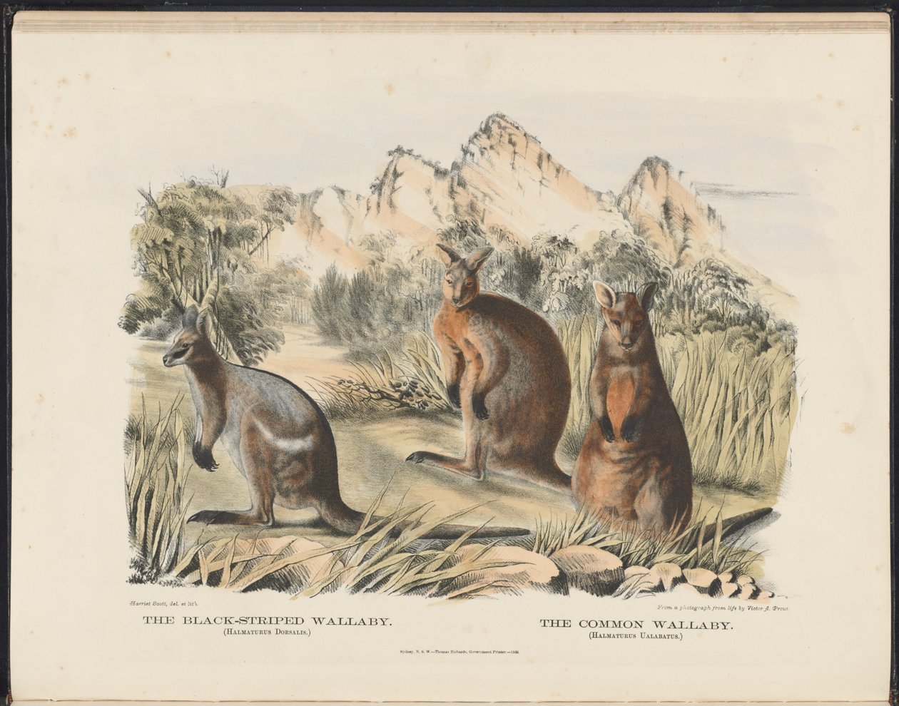 Mammals of Australia (Krefft) Nla.obj-33627803-13 The Black-striped Wallaby and the Common Wallaby af Harriet Morgan