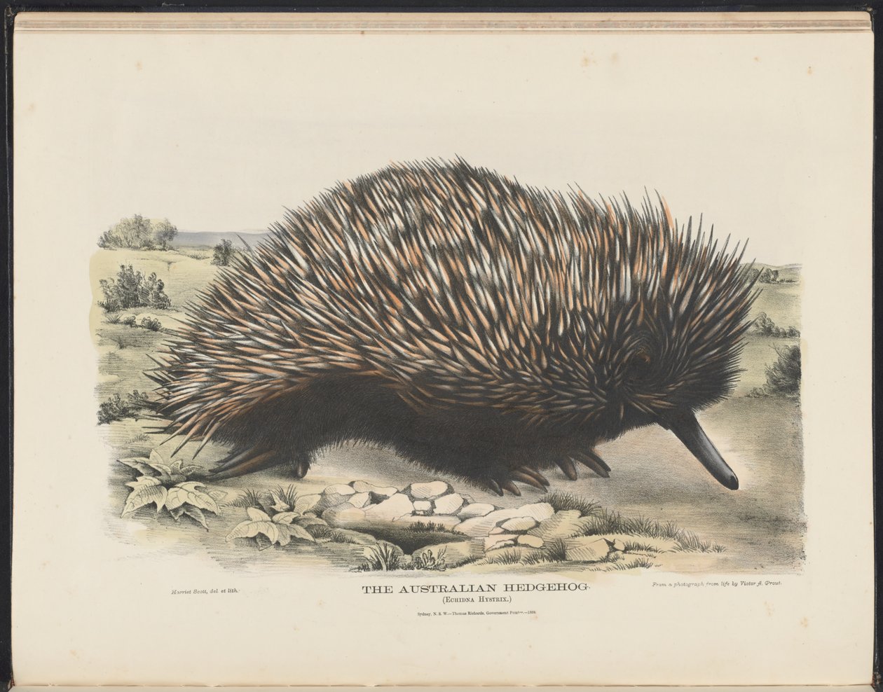 Mammals of Australia (Krefft) Nla.obj-33627803-15 The Australian Hedgehog af Harriet Morgan