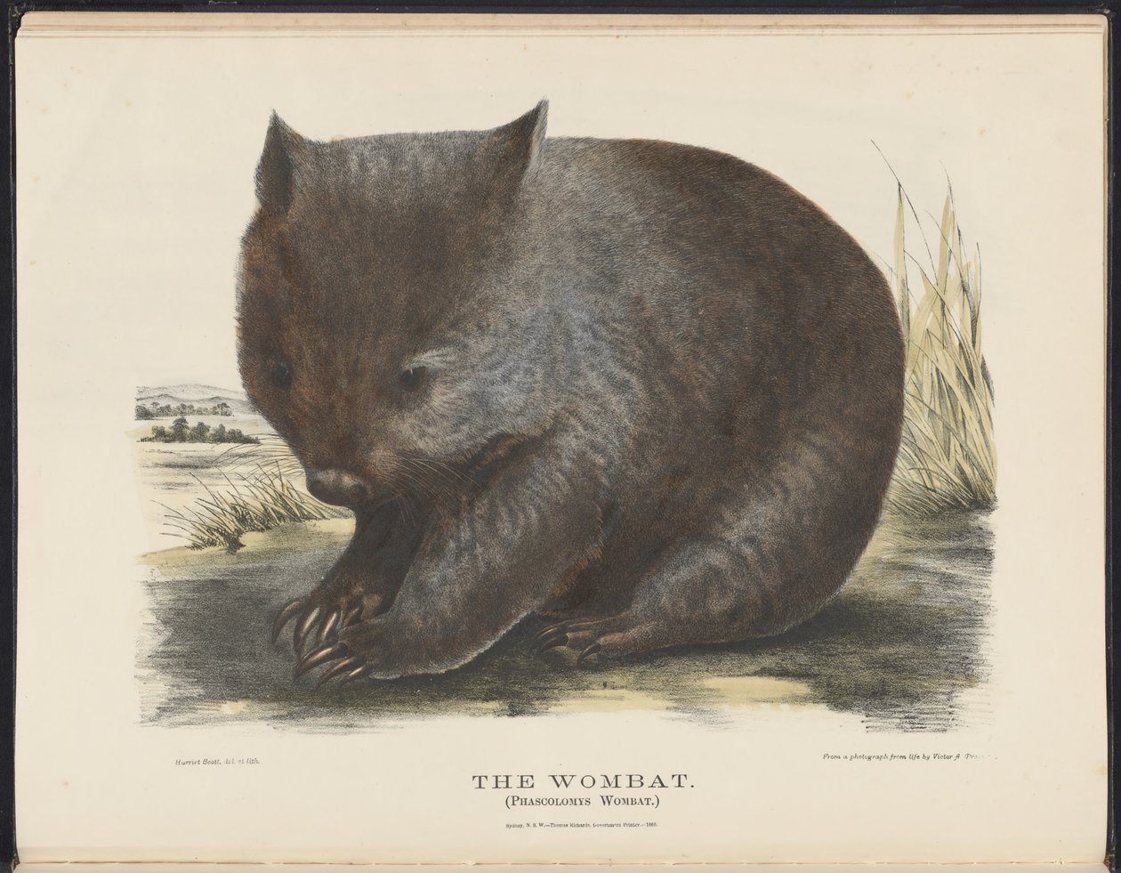 Pattedyr i Australien (Krefft) Nla.obj-33627803-6 The Wombat af Harriet Morgan