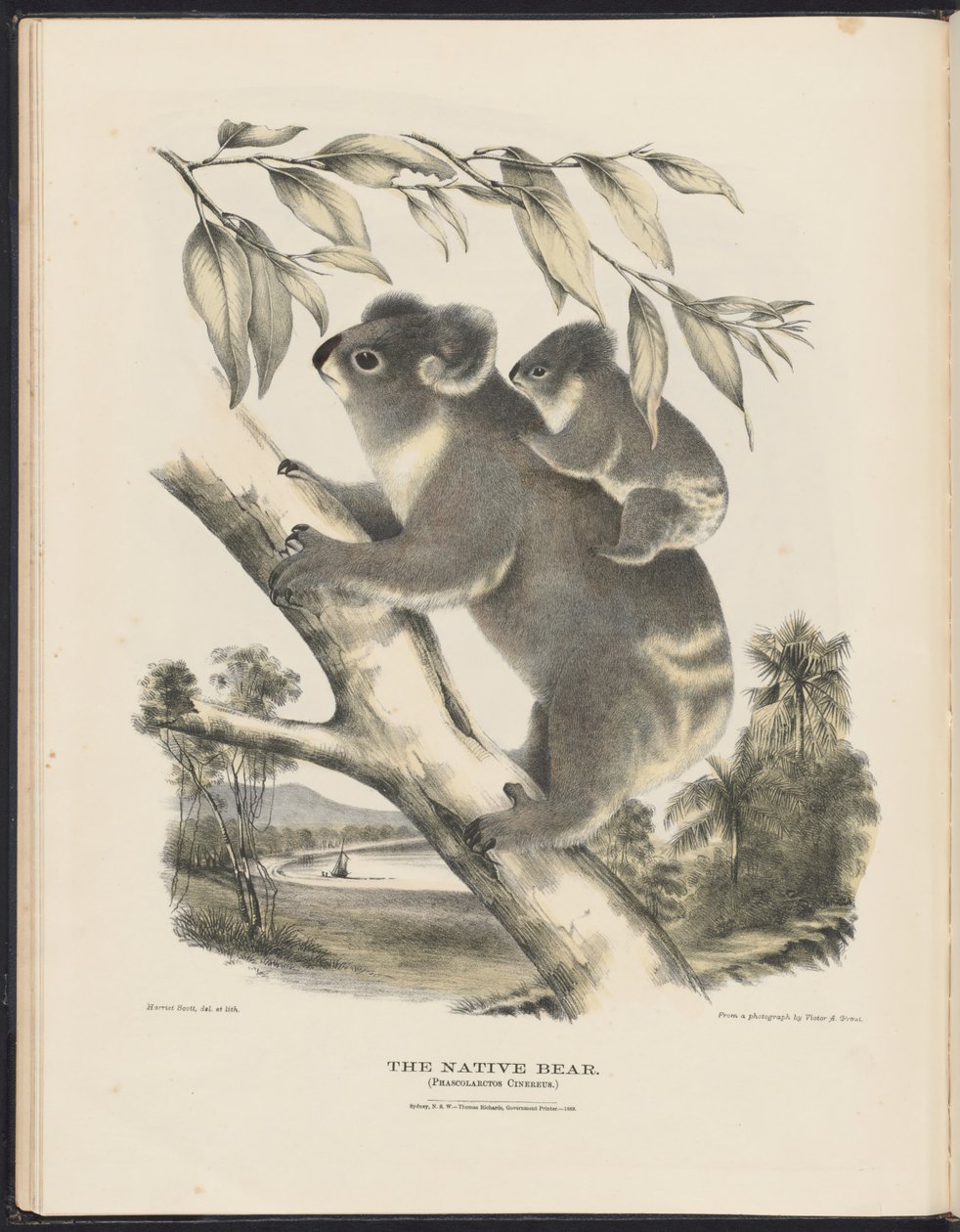 Mammals of Australia (Krefft) Nla.obj-33627803-7 The Native Bear af Harriet Morgan