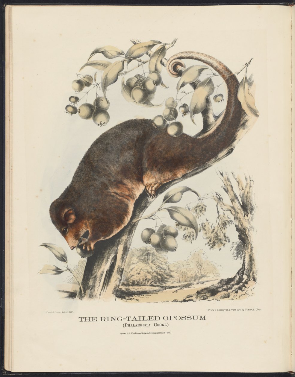 Mammals of Australia (Krefft) Nla.obj-33627803-8 The Ring-tailed Opossum af Harriet Morgan