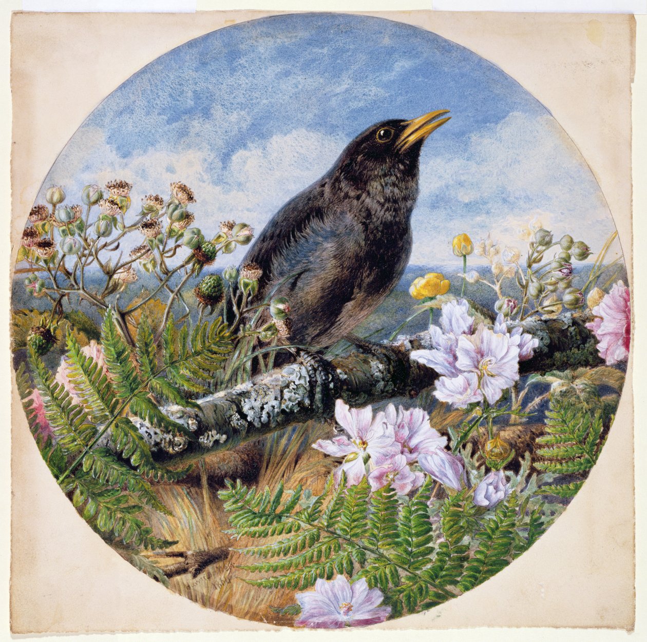 Blackbird, 1864 (wc, gouache, gummi arabicum på papir) af Harrison William Weir