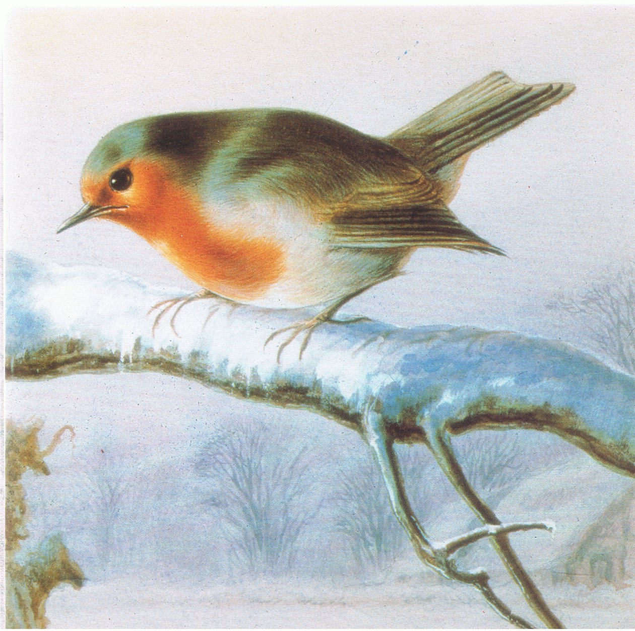 Robin, farve julekort af Harry Bright
