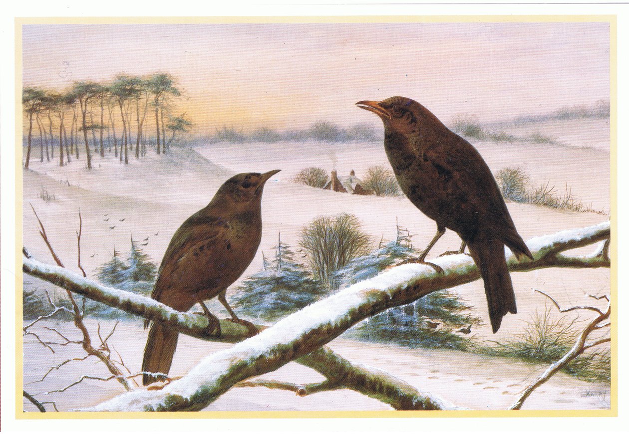 Blackbirds af Harry Bright