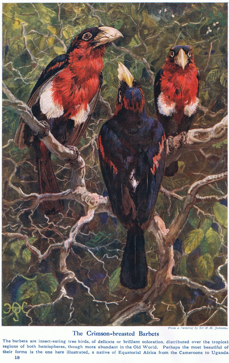 Crimson Crested Barbets, illustration fra 