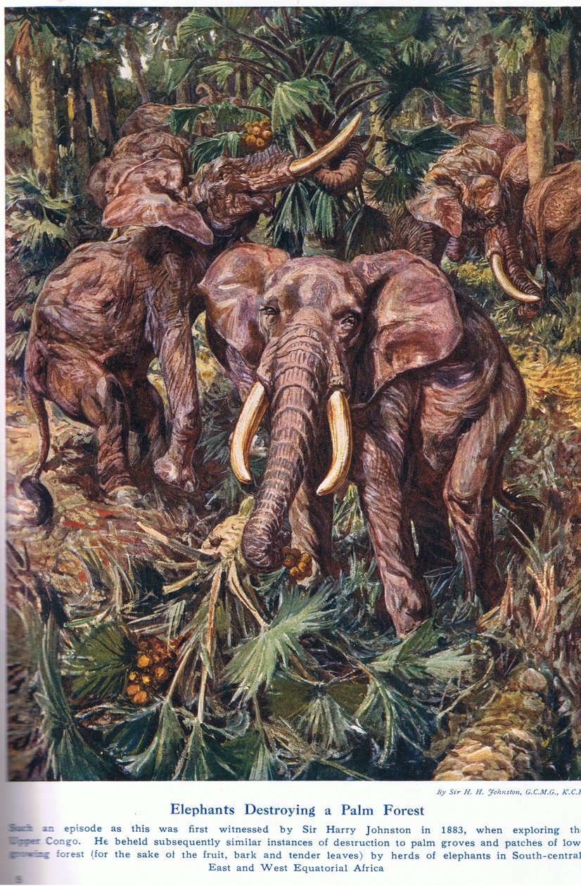 Elephants ødelægger en palmeskov, illustration fra 