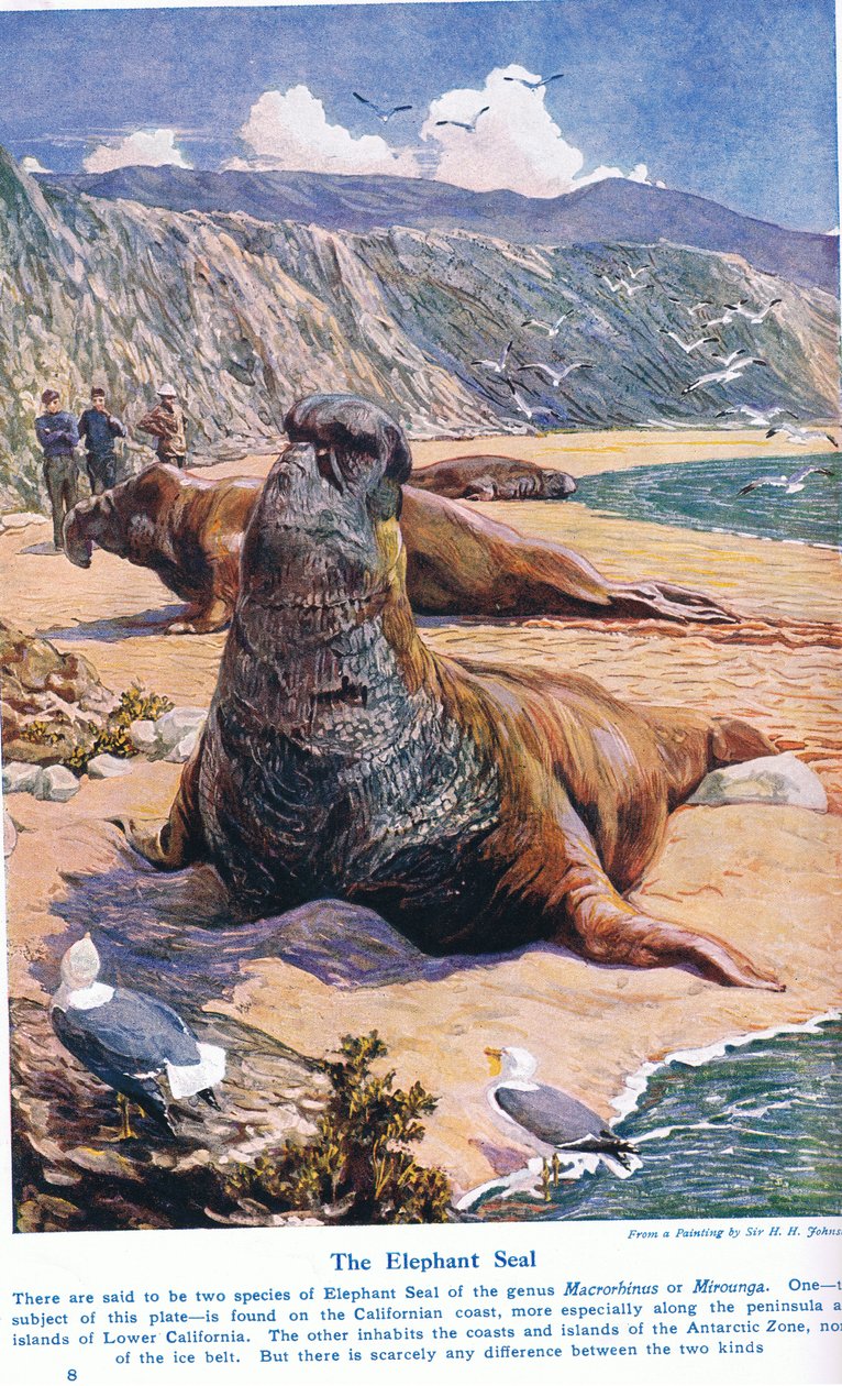 The Elephant Seal, illustration fra 