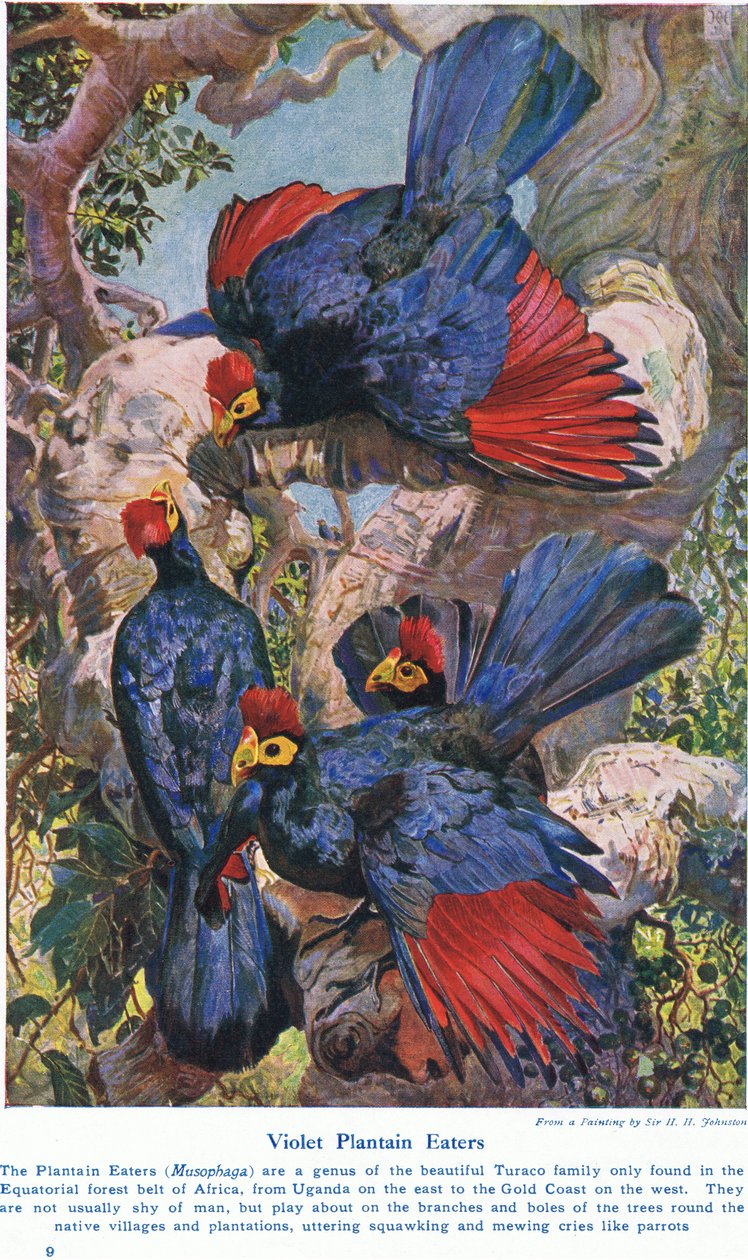 Violet Plantain Eaters, illustration fra 