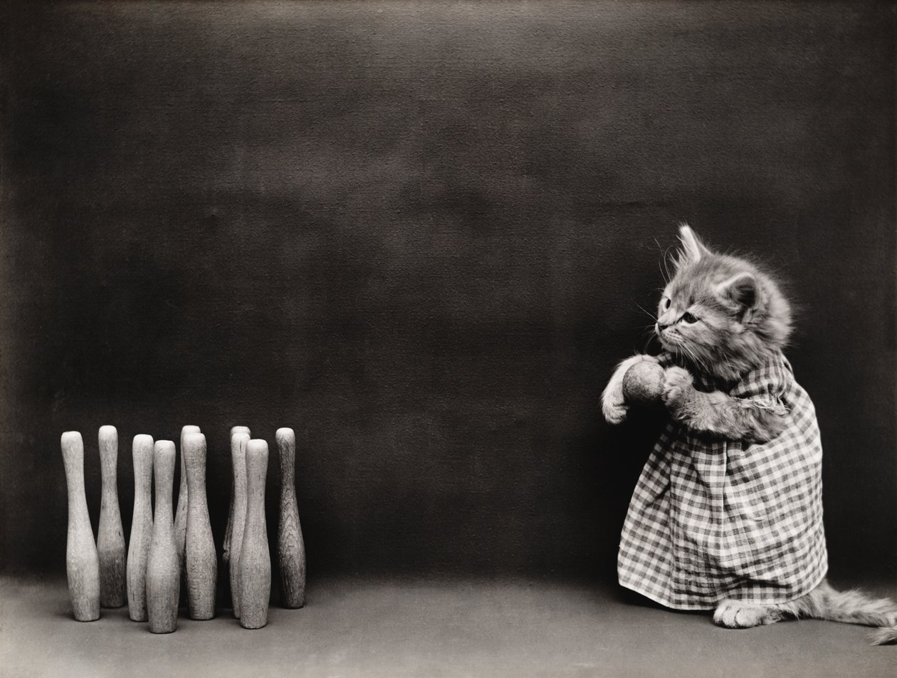 Serien Kitties: Bowling, ca. 1914 (sølvtryk) af Harry Whittier Frees