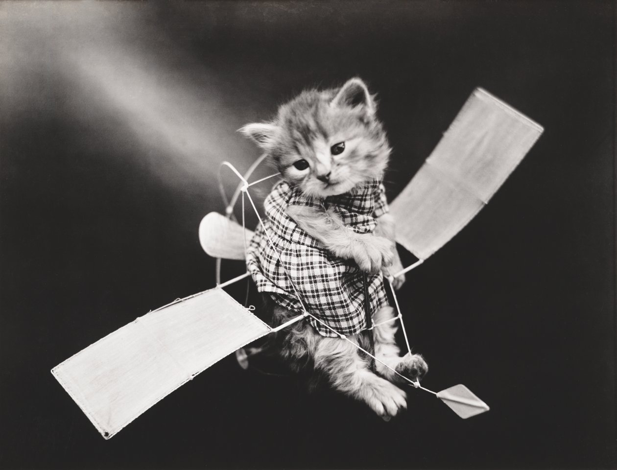 Serien Kitties: Pilot Flying Plane, ca. 1914 (sølvtryk) af Harry Whittier Frees