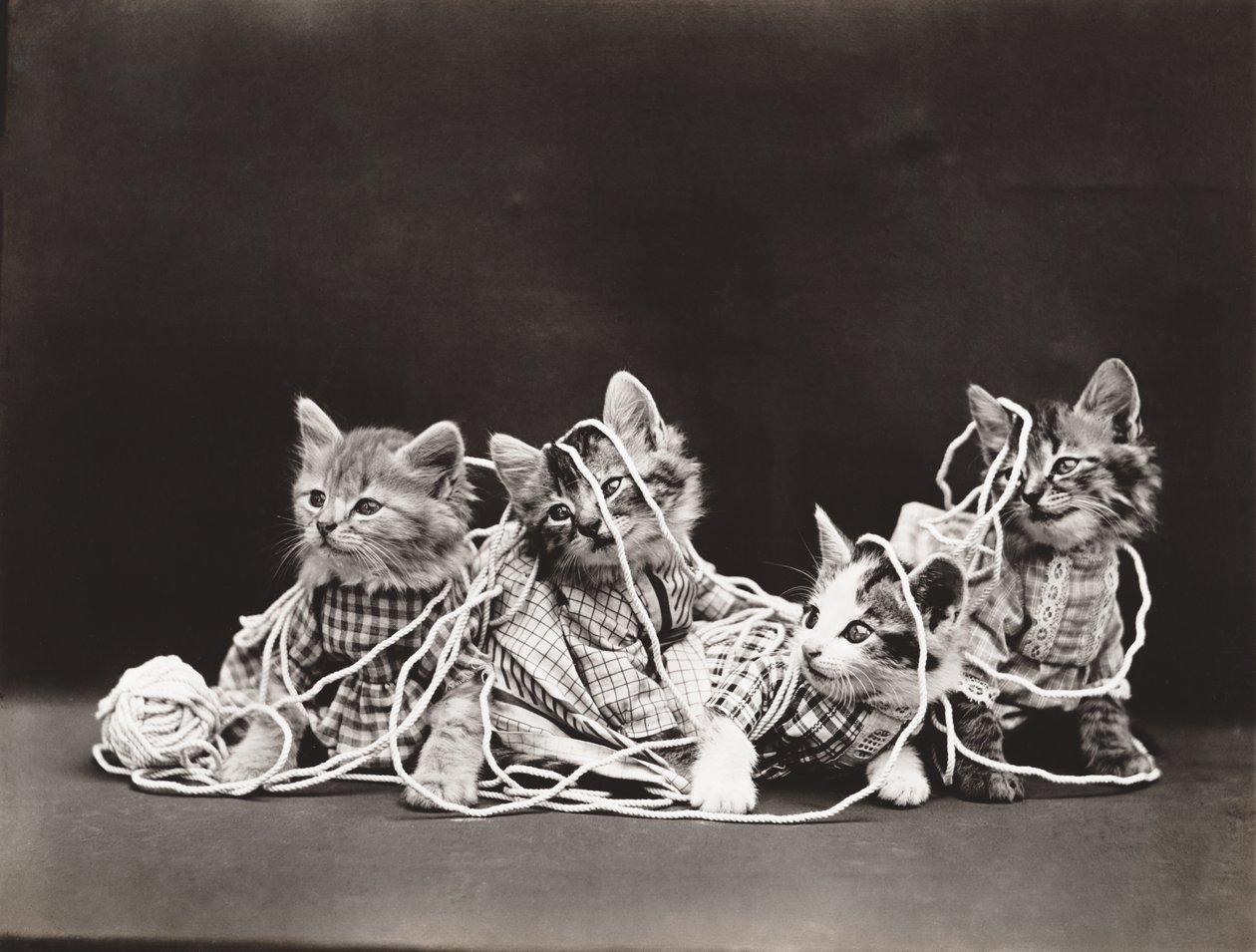 Serien Kitties: Tangled in Yarn, ca. 1914 (sølvtryk) af Harry Whittier Frees