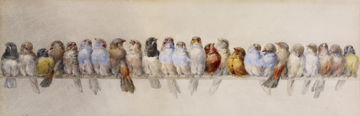 A Perch of Birds, ca. 1880 (akvarel og grafit på papir) af Hector Giacomelli