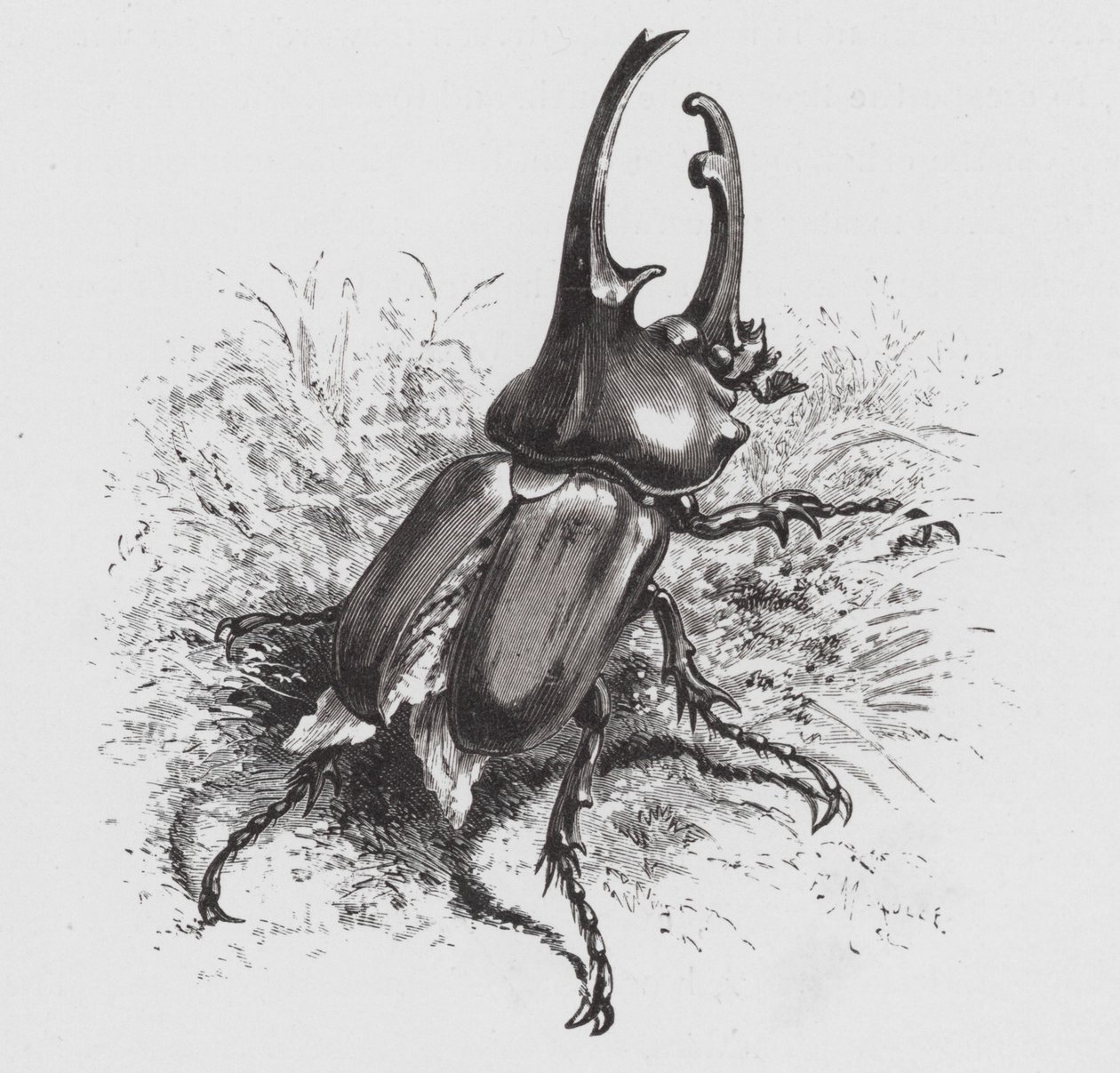 Insektet: Beetle (gravering) af Hector Giacomelli