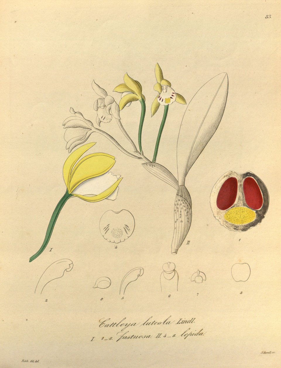 Illustration af Cattleya luteola af Heinrich Gustav Reichenbach