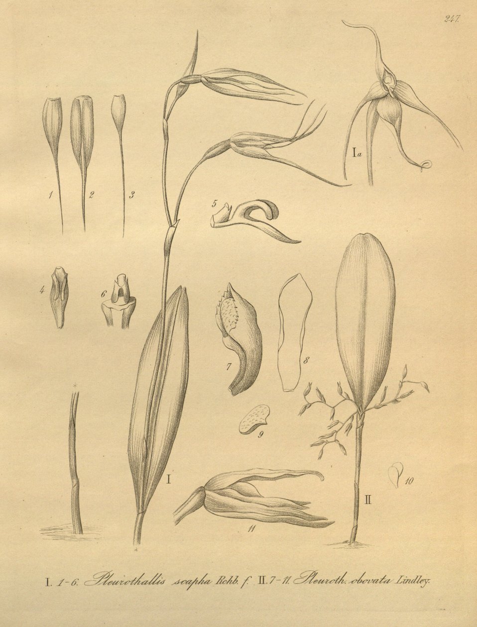 Illustration af Pleurothallis sirene af Heinrich Gustav Reichenbach