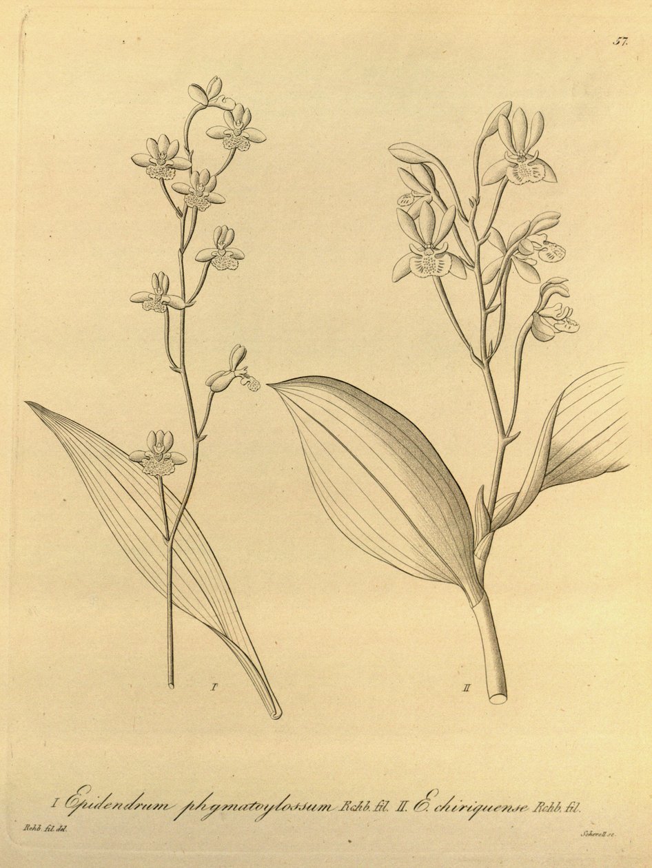 Illustration af Prosthechea varicosa (som syn. Epidendrum phymatoglossum og Epidendrum chiriquense) af Heinrich Gustav Reichenbach