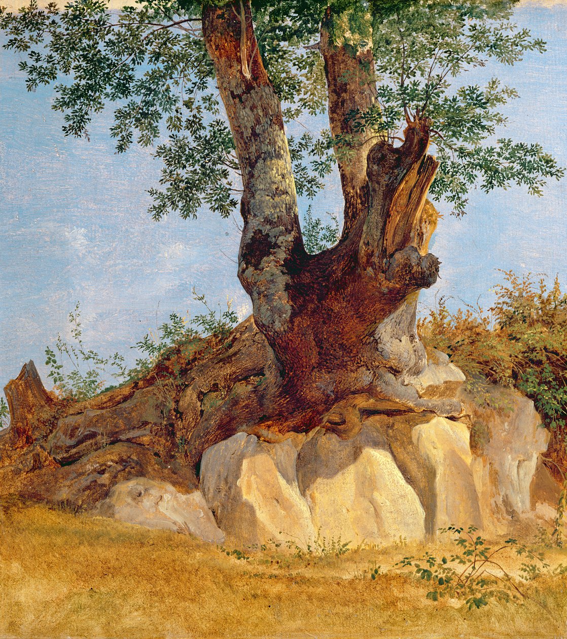 Et træ i Campagna, 1822-23 (olie på papir på lærred) af Heinrich Reinhold