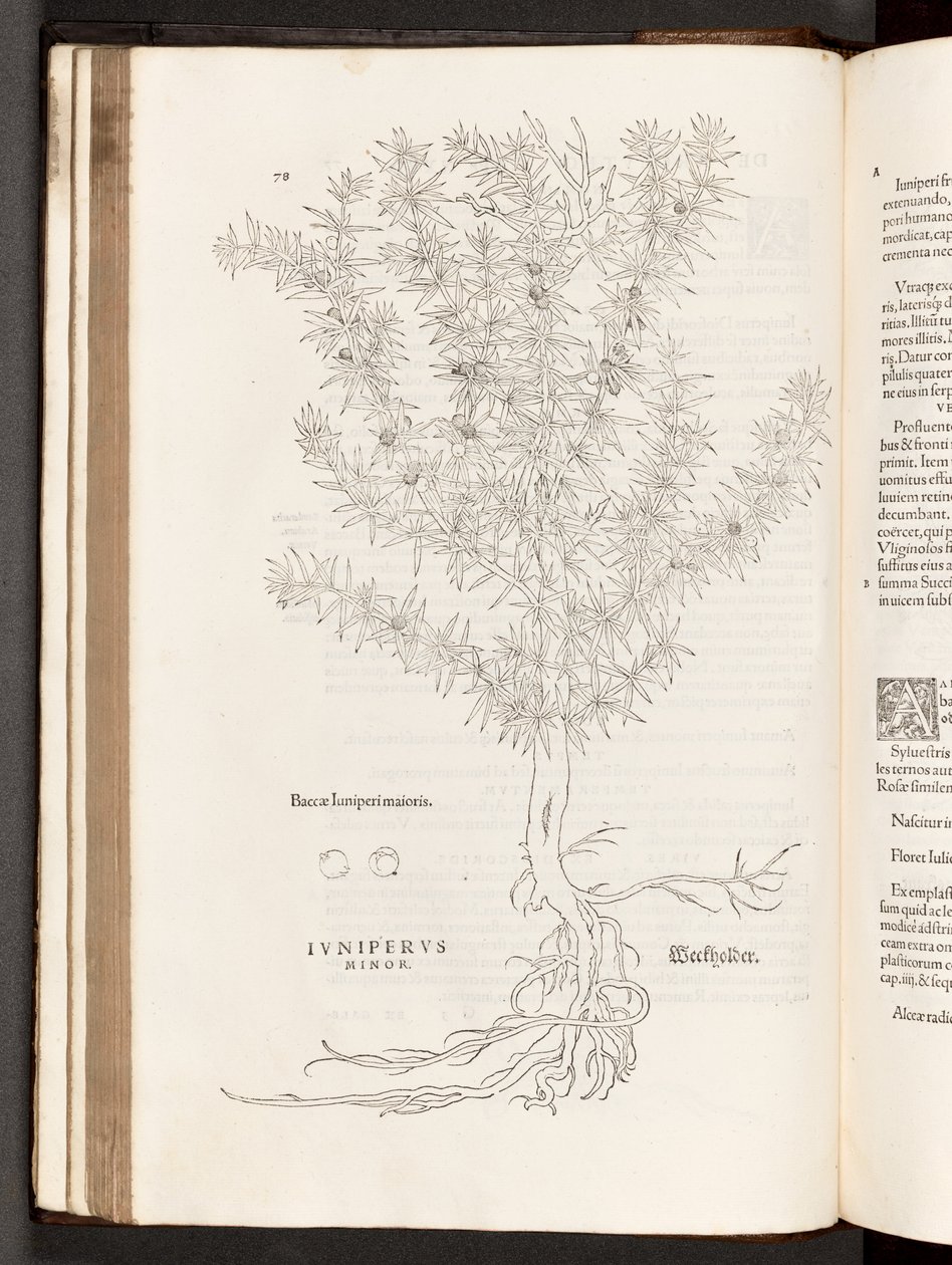 BT3.267.5 s.78 Juniper, illustration fra The history of racism af Leonhart Fuchs, 1542 af Heinrich and Meyer, Albert Fullmaurer