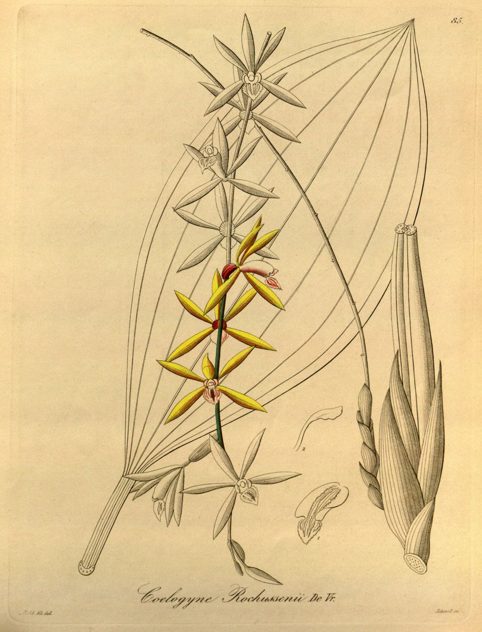 Coelogyne rochussenii af Heinrich Gustav Reichenbach