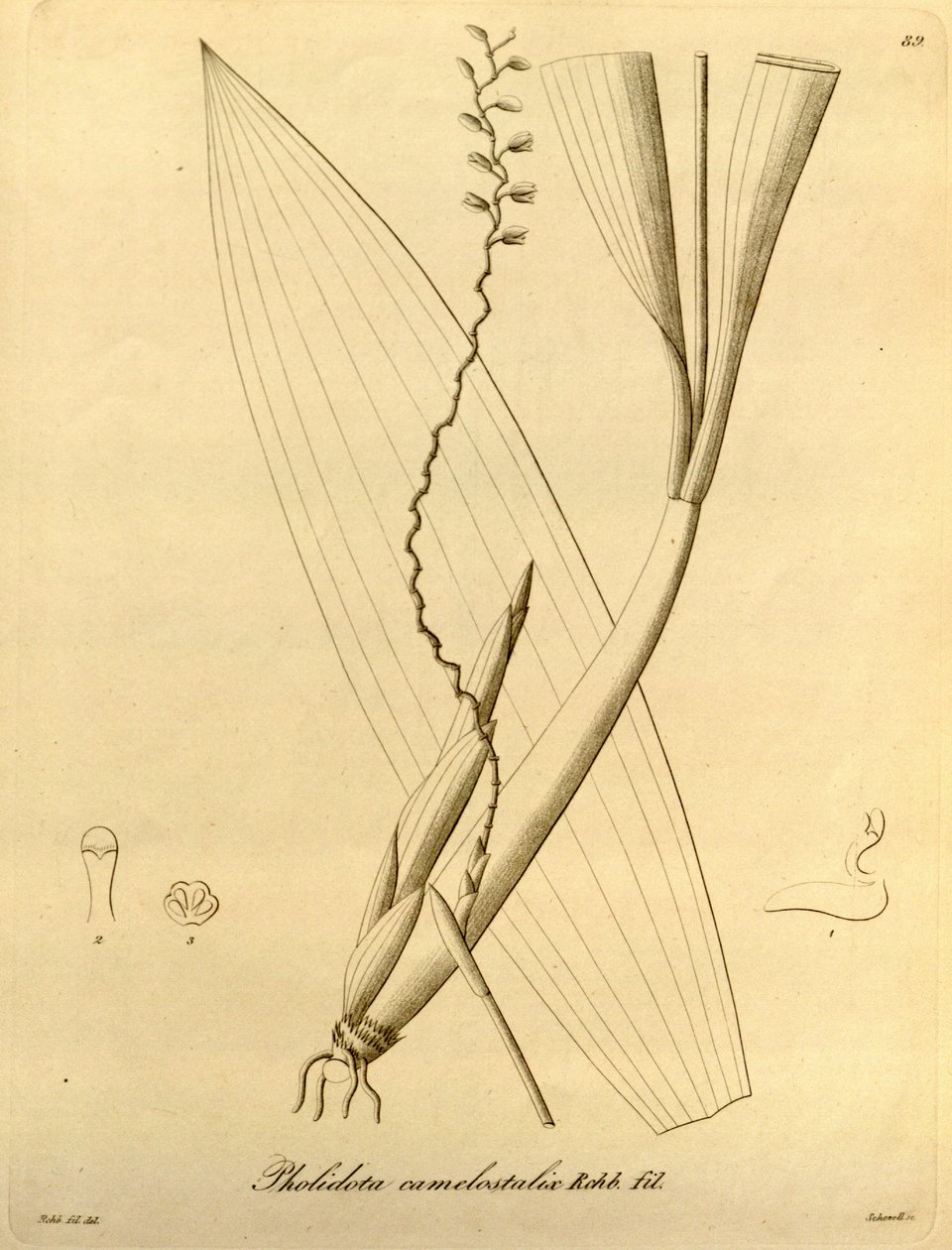 Illustration af Pholiota camelostalix af Heinrich Gustav Reichenbach