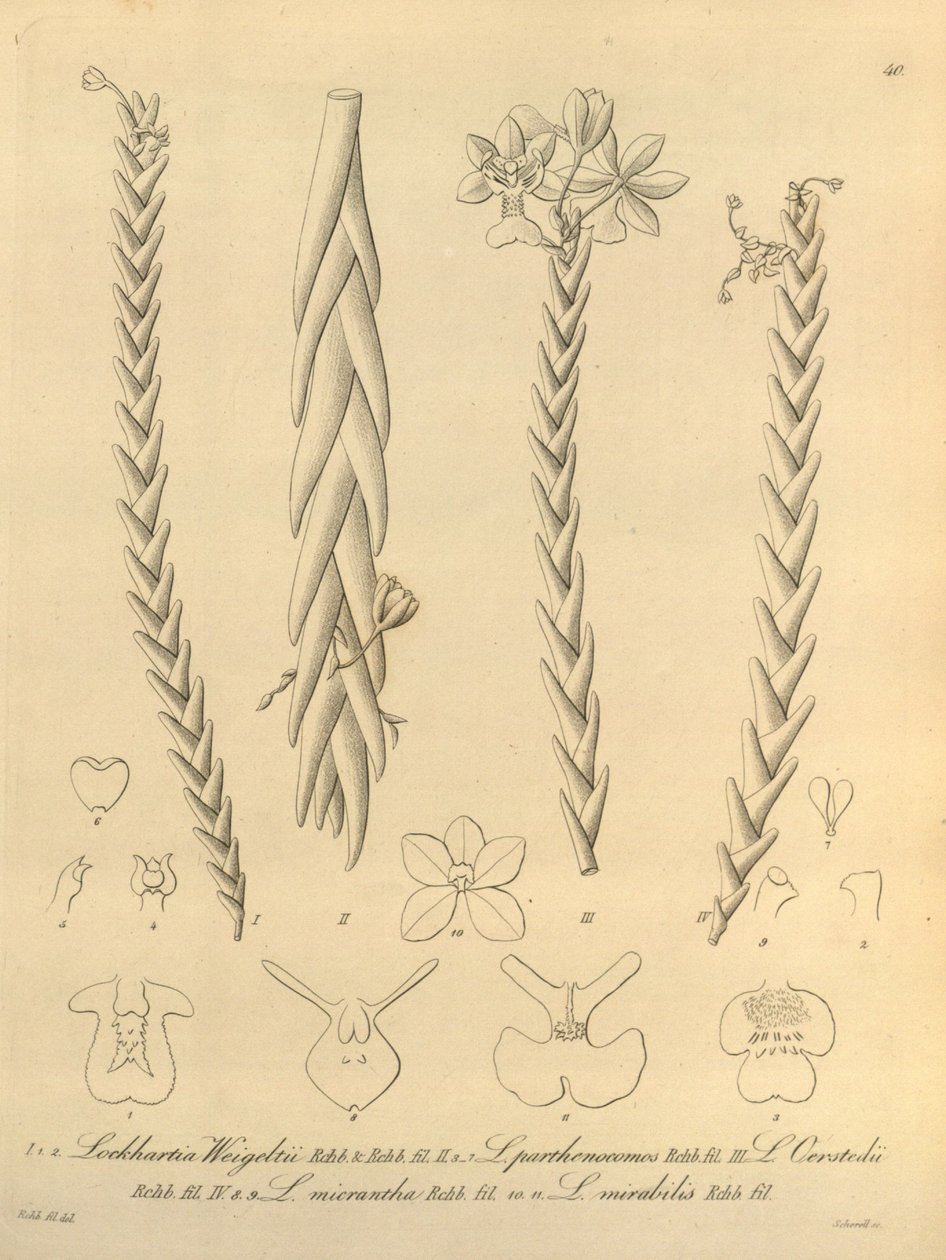 Lockhartia - Xenia bind 1 (1858) fig 40 af Heinrich Gustav Reichenbach