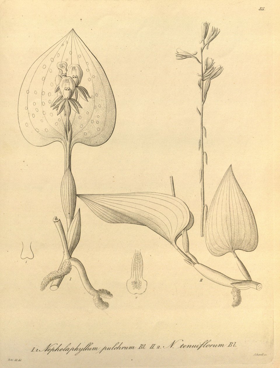 Denne fil kommer fra Biodiversity Heritage Library og er tilgængelig online på biodiversitylibrary.org/page/696488 af Heinrich Gustav Reichenbach