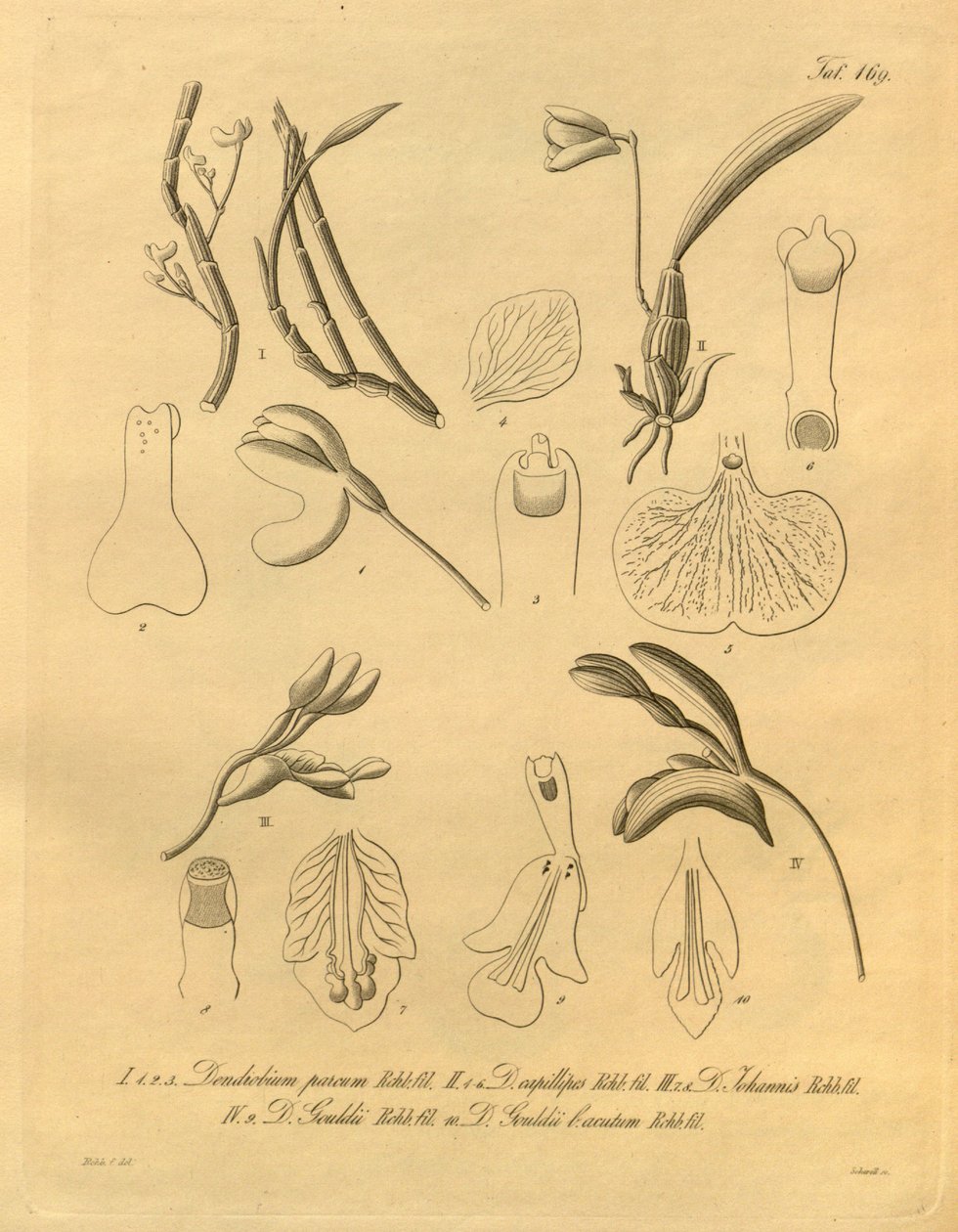 Denne fil kommer fra Biodiversity Heritage Library og er tilgængelig online på biodiversitylibrary.org/page/698365 af Heinrich Gustav Reichenbach