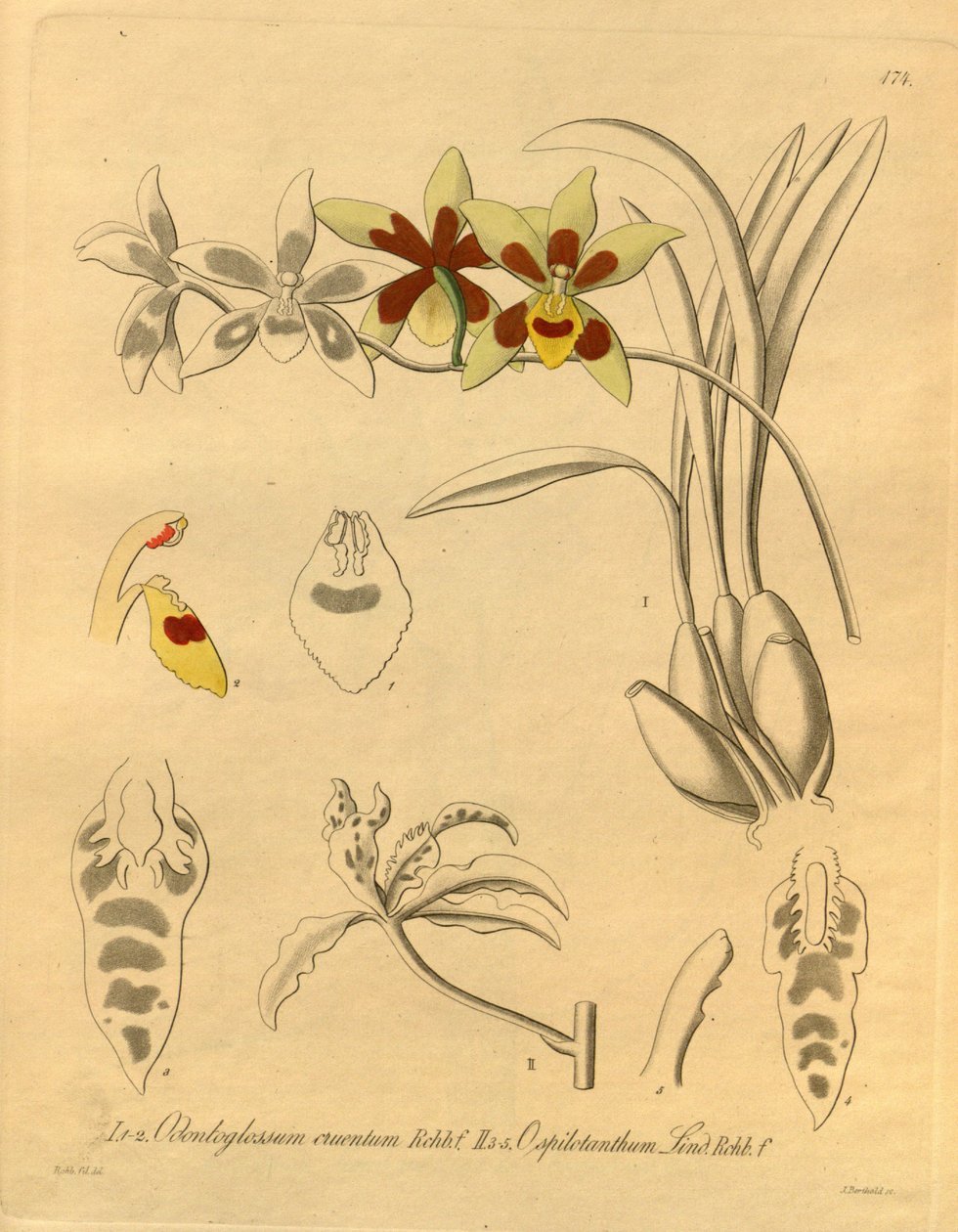 Denne fil kommer fra Biodiversity Heritage Library og er tilgængelig online på biodiversitylibrary.org/page/698370 af Heinrich Gustav Reichenbach