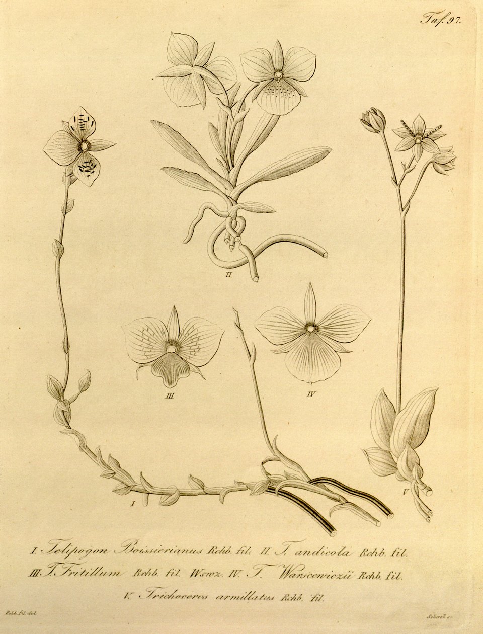 Denne fil kommer fra Biodiversity Heritage Library og er tilgængelig online på biodiversitylibrary.org/page/696497 af Heinrich Gustav Reichenbach