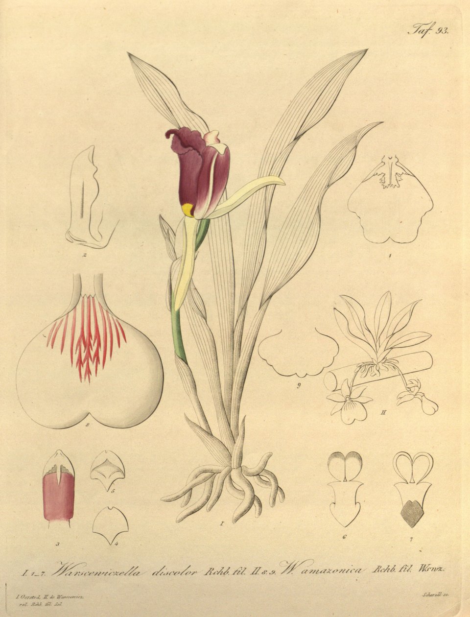 Denne fil kommer fra Biodiversity Heritage Library og er tilgængelig online på biodiversitylibrary.org/page/696493 af Heinrich Gustav Reichenbach