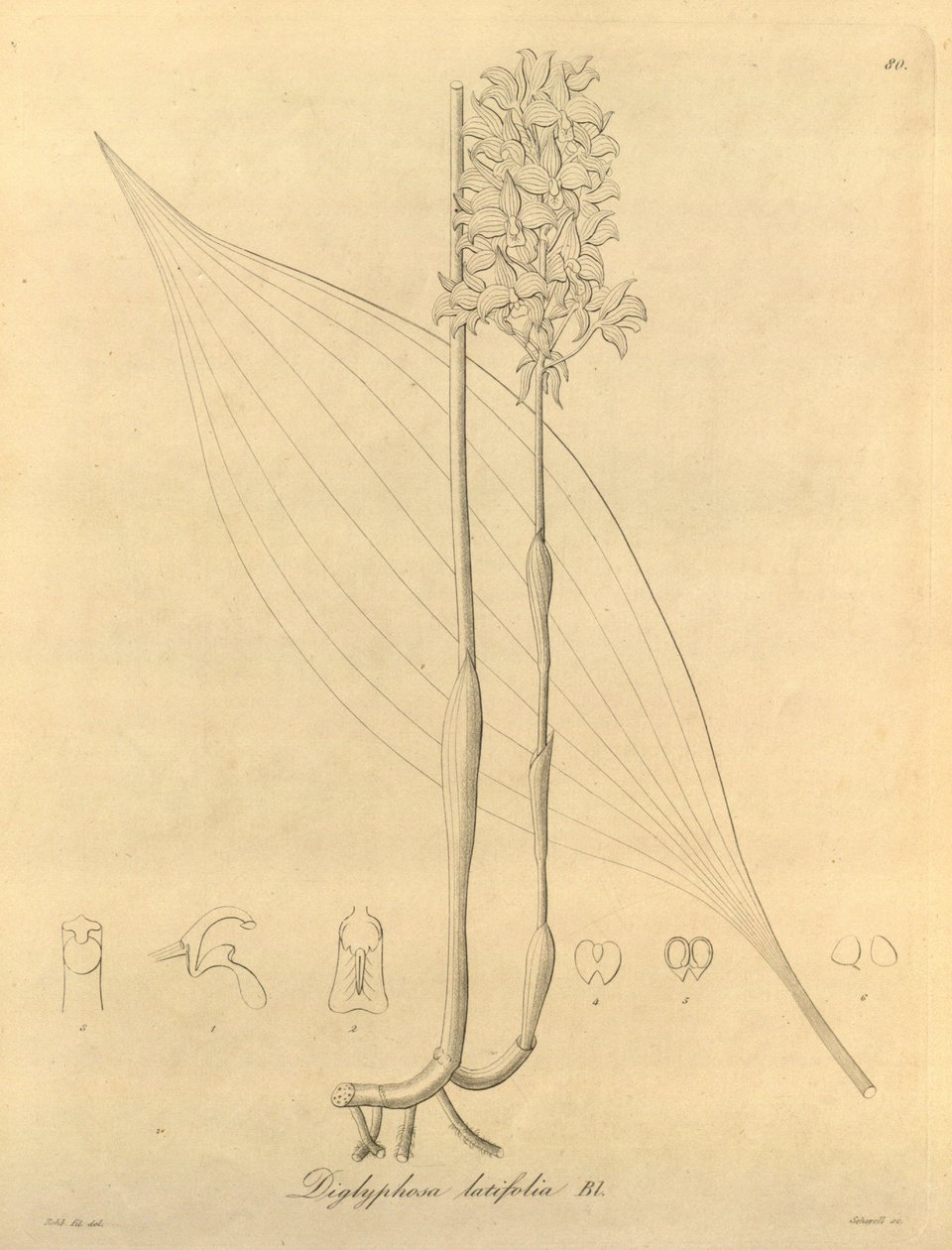 Denne fil kommer fra Biodiversity Heritage Library og er tilgængelig online på biodiversitylibrary.org/page/696480 af Heinrich Gustav Reichenbach