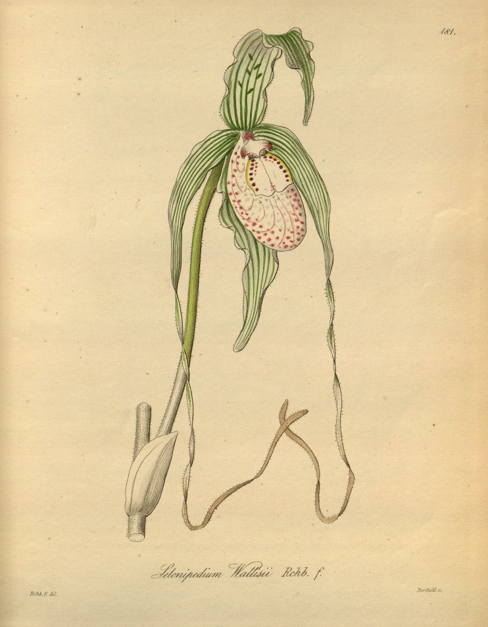 Denne fil kommer fra Biodiversity Heritage Library og er tilgængelig online på biodiversitylibrary.org/page/698377 af Heinrich Gustav Reichenbach