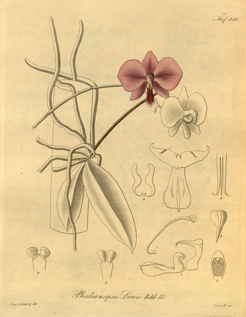 Denne fil kommer fra Biodiversity Heritage Library og er tilgængelig online på biodiversitylibrary.org/page/698347 af Heinrich Gustav Reichenbach