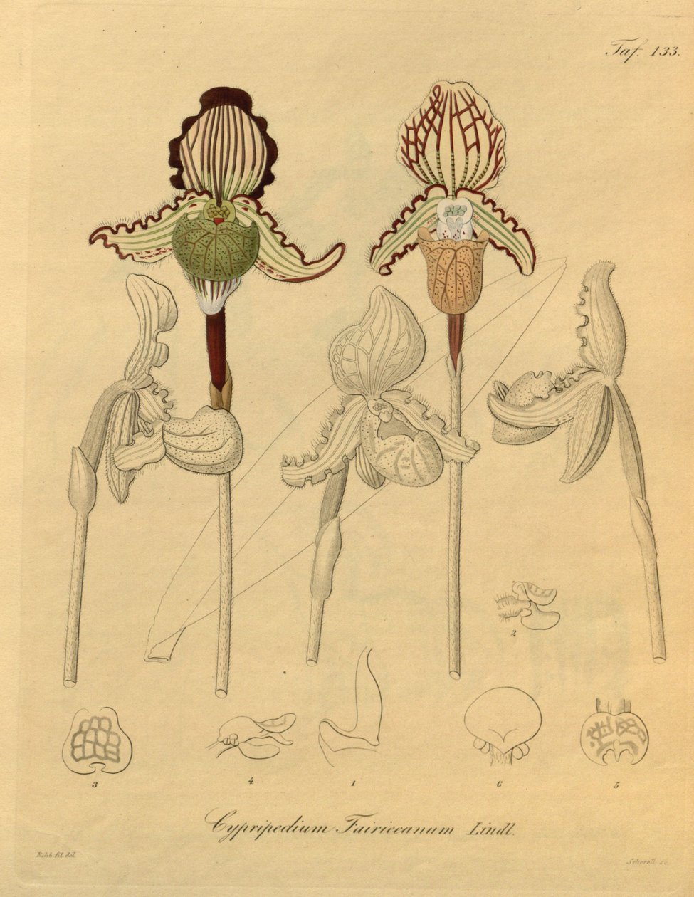 Denne fil kommer fra Biodiversity Heritage Library og er tilgængelig online på biodiversitylibrary.org/page/698329 af Heinrich Gustav Reichenbach