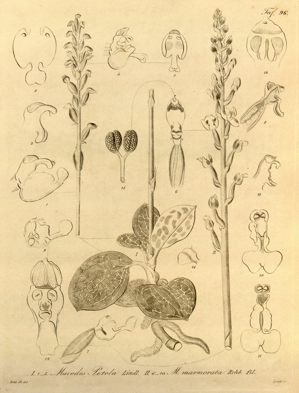 Denne fil kommer fra Biodiversity Heritage Library og er tilgængelig online på biodiversitylibrary.org/page/696496 af Heinrich Gustav Reichenbach