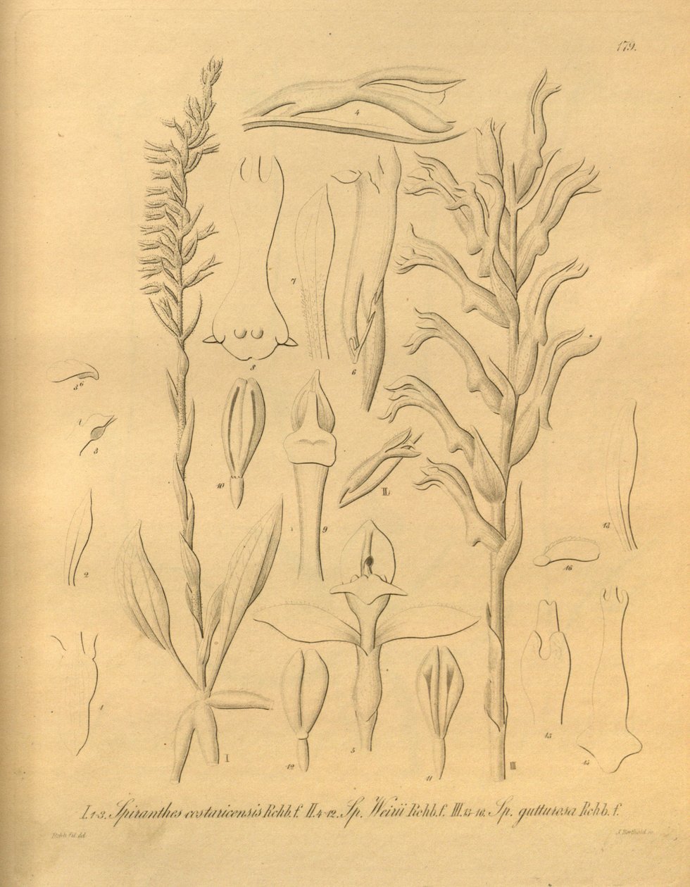 Denne fil kommer fra Biodiversity Heritage Library og er tilgængelig online på biodiversitylibrary.org/page/698375 af Heinrich Gustav Reichenbach